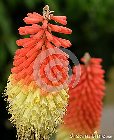 Torch Lily Stock Photo