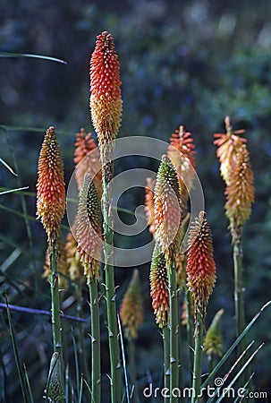 Torch Lily Stock Photo