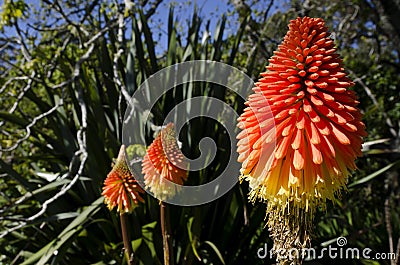 Torch Lily Flower Stock Photo