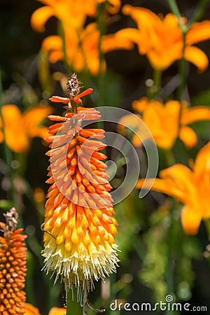 Torch lily flower Stock Photo