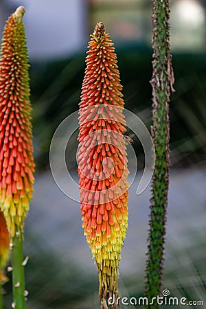 Torch Lily from Huntington botanical garden Pasadena California Stock Photo