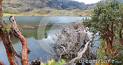 Cajas National Park, Toreadora lake, fallen paper trees Stock Photo