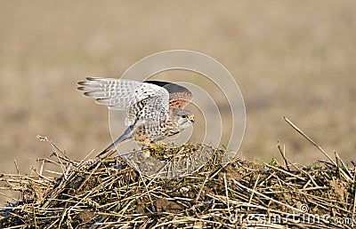 Torenvalk, Common Kestrel, Falco tinnunculus Stock Photo