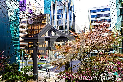 Tori gate next to cherry blossoms Editorial Stock Photo