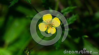 Tormentil or septfoil Potentilla erecta flower macro, selective focus, shallow DOF Stock Photo