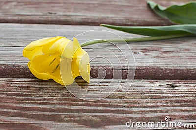 Torn yellow tulip lying on a shabby wood plank Stock Photo