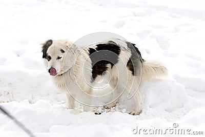 Tornjak collie dog Stock Photo