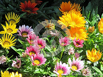 Toronto Lake the daisy carpet 2016 Stock Photo