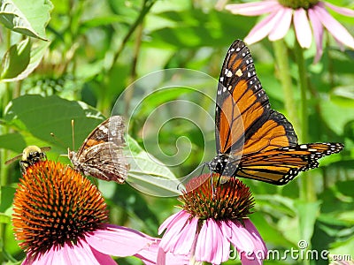 Toronto Lake Junonia coenia and Monarch butterfly 2017 Stock Photo