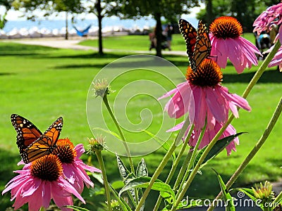 Toronto Lake Monarch butterflies 2017 Stock Photo
