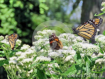 Toronto Lake Monarch butterflies and Red Admiral 2017 Stock Photo