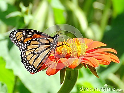 Toronto Lake Monarch butterfly on a red flower 2017 Stock Photo
