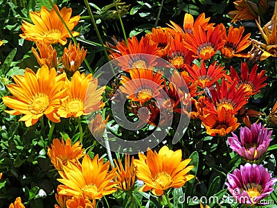 Toronto Lake the multicolored daisies 2016 Stock Photo