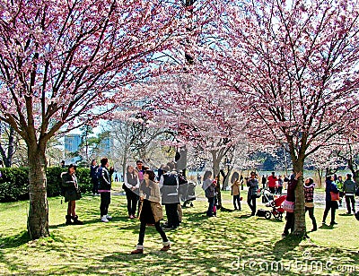 People enjoy the spring cherry blossoms at Toronto`s, High Park Editorial Stock Photo