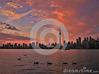 Toronto Skyline at Sunset with Birds in Water Editorial Stock Photo