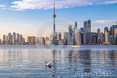 Toronto Skyline and swan swimming on Ontario lake - Toronto, Ontario, Canada Stock Photo