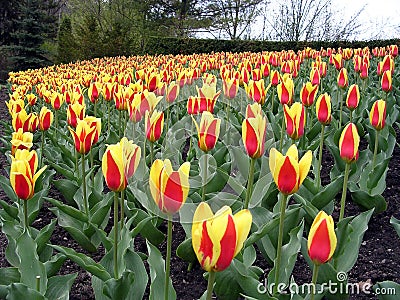 Toronto tulips in Edwards Gardens May 2003 Stock Photo