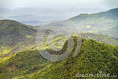 Torre Britton jungle view Stock Photo