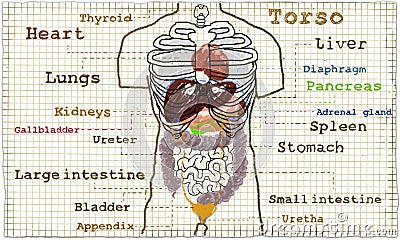 Torso internal Anatomy illustration Cartoon Illustration