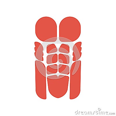 Torso muscles system human body system. pectoral muscle and press Corpus man Muscular anatomy Vector Illustration