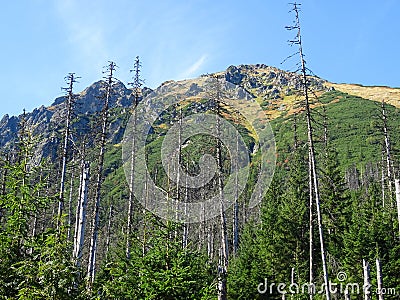 Torsos of trees in the mountains Stock Photo