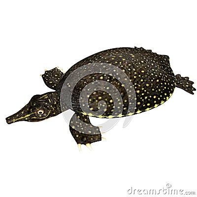 Tortoisa Stock Photo