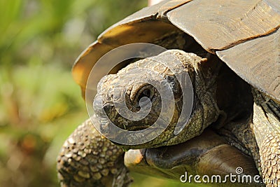 Tortoise Stock Photo