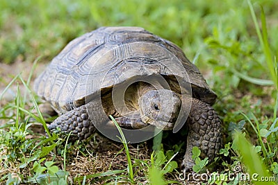 Tortoise Stock Photo