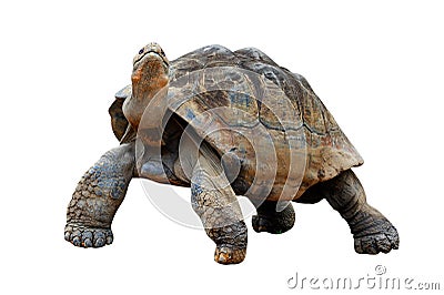 Tortoise Stock Photo