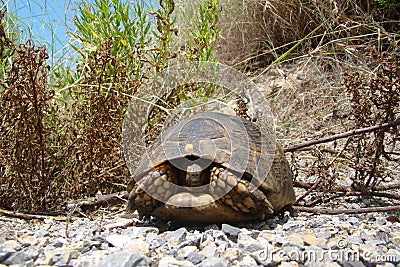 Tortoise ; Close up. Tortoise hiding in shell in nature, Turtle. Turtle looking forward. A Tortoise walking on soil land, turtle. Stock Photo