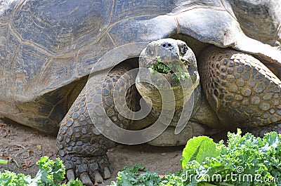 Tortoise eating salad Stock Photo