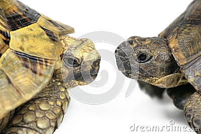 Tortoise Face to Face Stock Photo