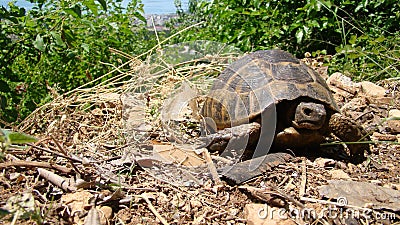 Tortoise. Greek tortoise. close up of tortoise. closeup turtle. tortoise in nature - turtle. reptiles, reptile, animals, animal, p Stock Photo
