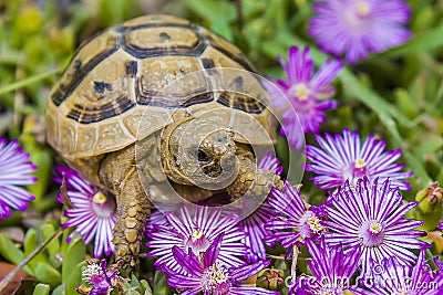 Tortoise hides in the grass among the flowers in spring in Israel Stock Photo