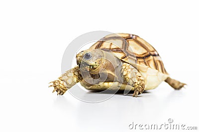 Tortoise pet turtle Stock Photo