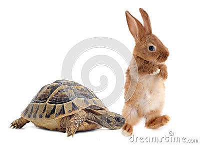 Tortoise and rabbit Stock Photo