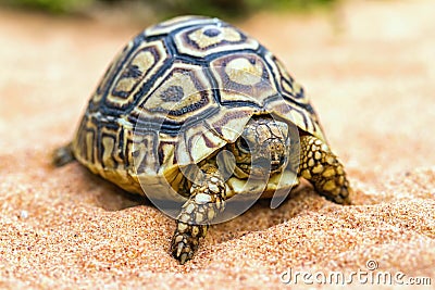 Tortoise on the sand (Testudo hermanni) Stock Photo