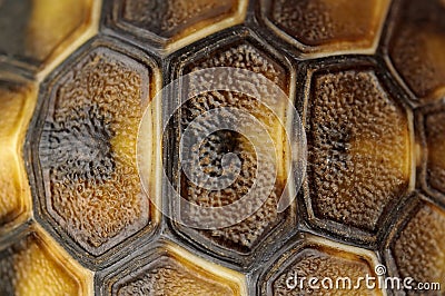 Tortoise shell Stock Photo