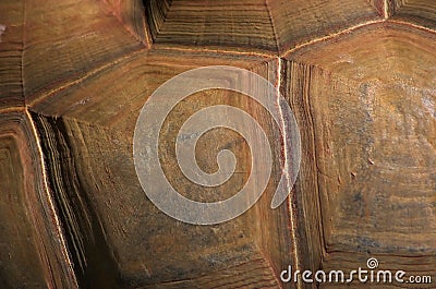 Tortoise Shell Stock Photo