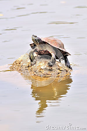 Tortoise sitting on rock Stock Photo