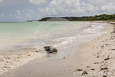 Tortoise stranded at the beach at Ponta Preta in the island of C Stock Photo