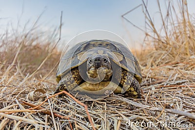 Tortoise Turtel Reptile Stock Photo