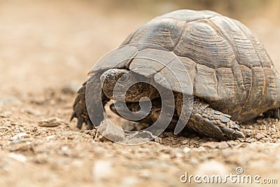 Tortoise Turtel Reptile Stock Photo