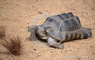 Tortoise, turtle Stock Photo