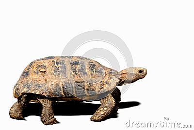 Tortoise, Turtle, White Background, Cut Out, Hermann`s Tortoise Stock Photo