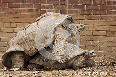 Tortoises Stock Photo