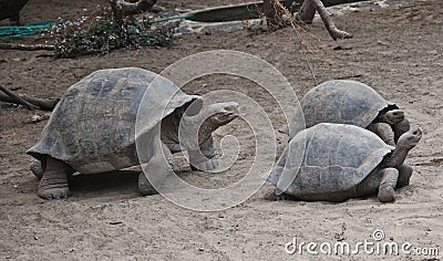 Tortoises in the Galapagos islands Stock Photo