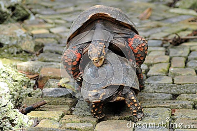 Tortoises mating Stock Photo