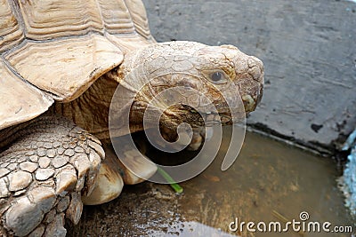 Tortoises are reptile species of the family Testudinidae of the order Testudines the turtles. Stock Photo