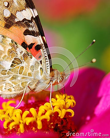 Tortoiseshell Stock Photo